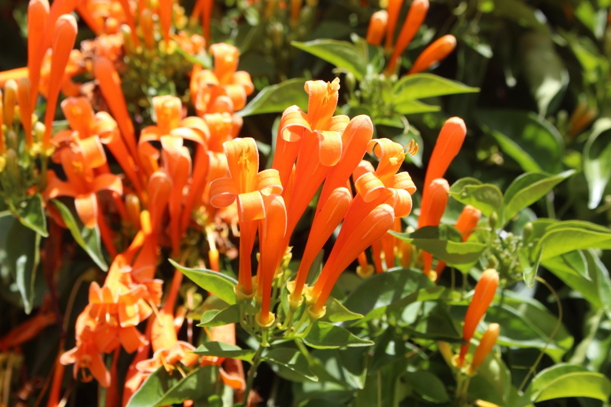 Pyrostegia venusta (Ker Gawl.) Miers